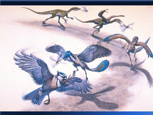 Graphic evolution of dinosaurs into birds