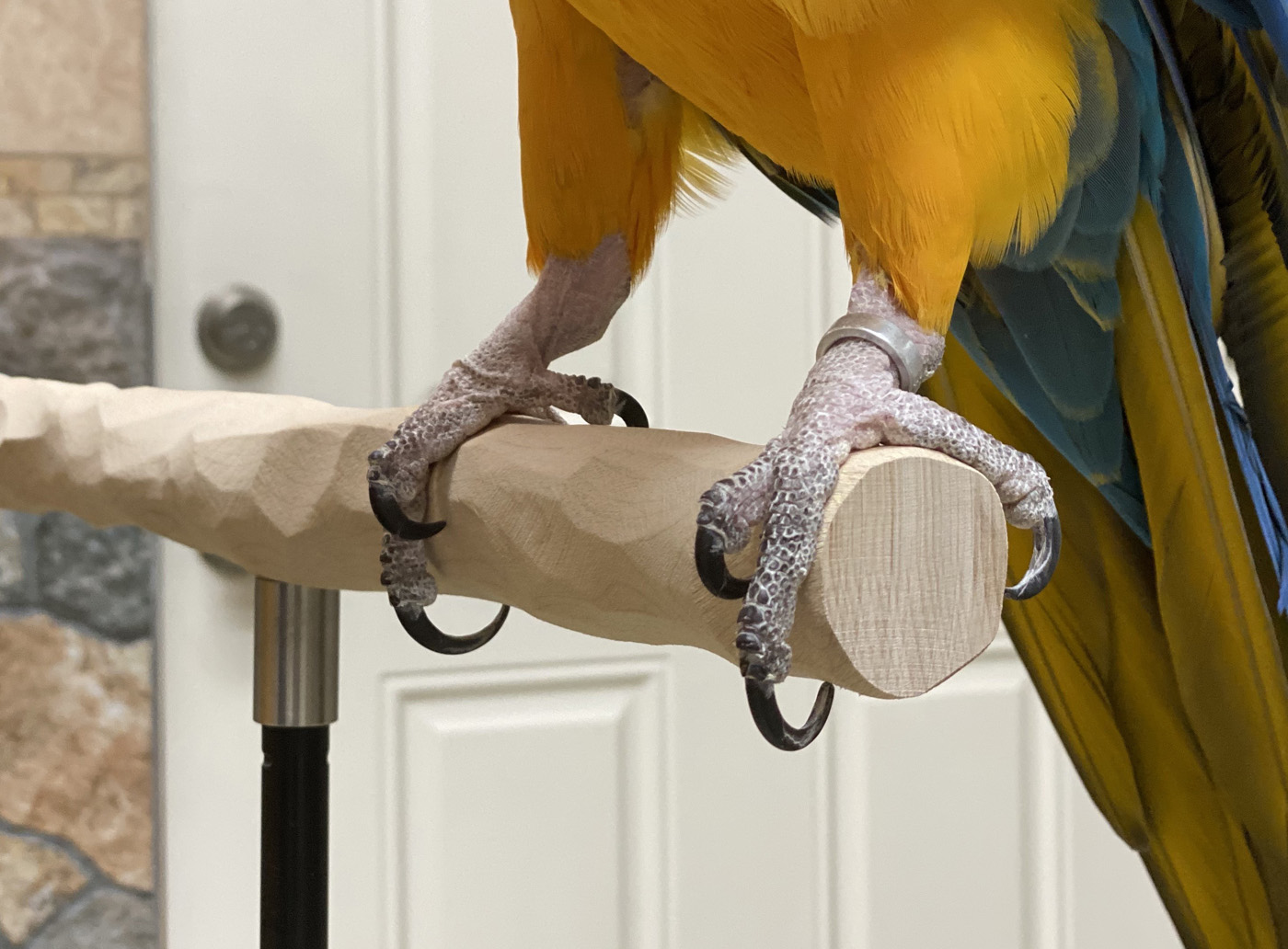 Photo of excessively long parrot nails also known as claws or talons