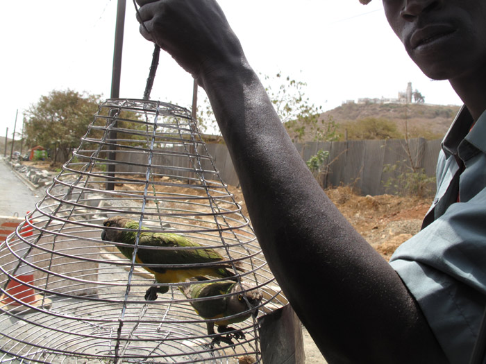 Wild Senegal Parrots for Sale