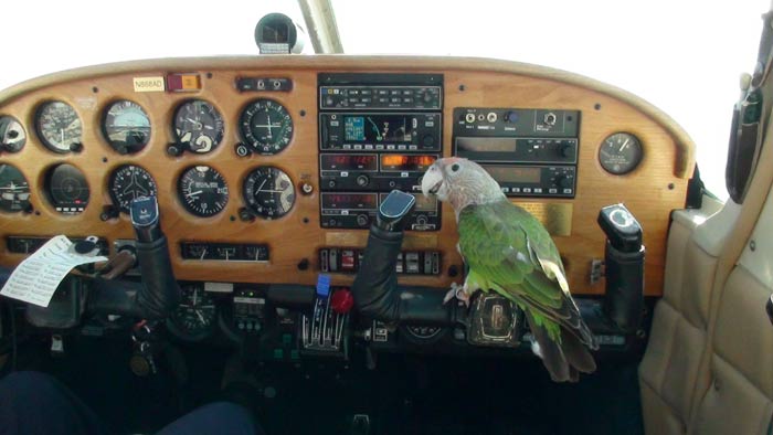 Parrot Flying Airplane