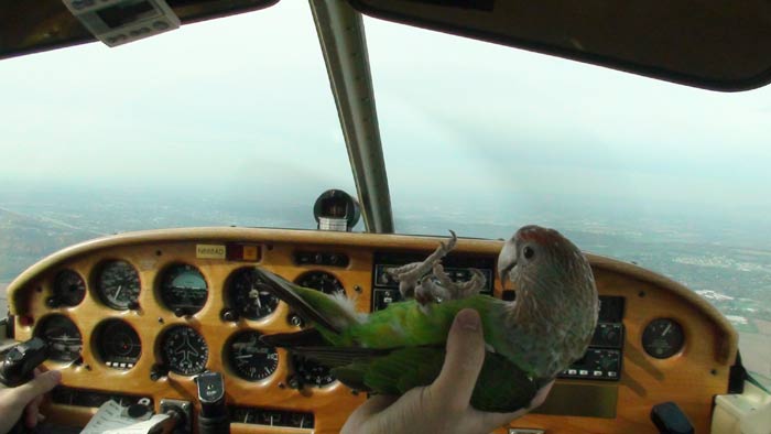 Parrot on Back in Airplane