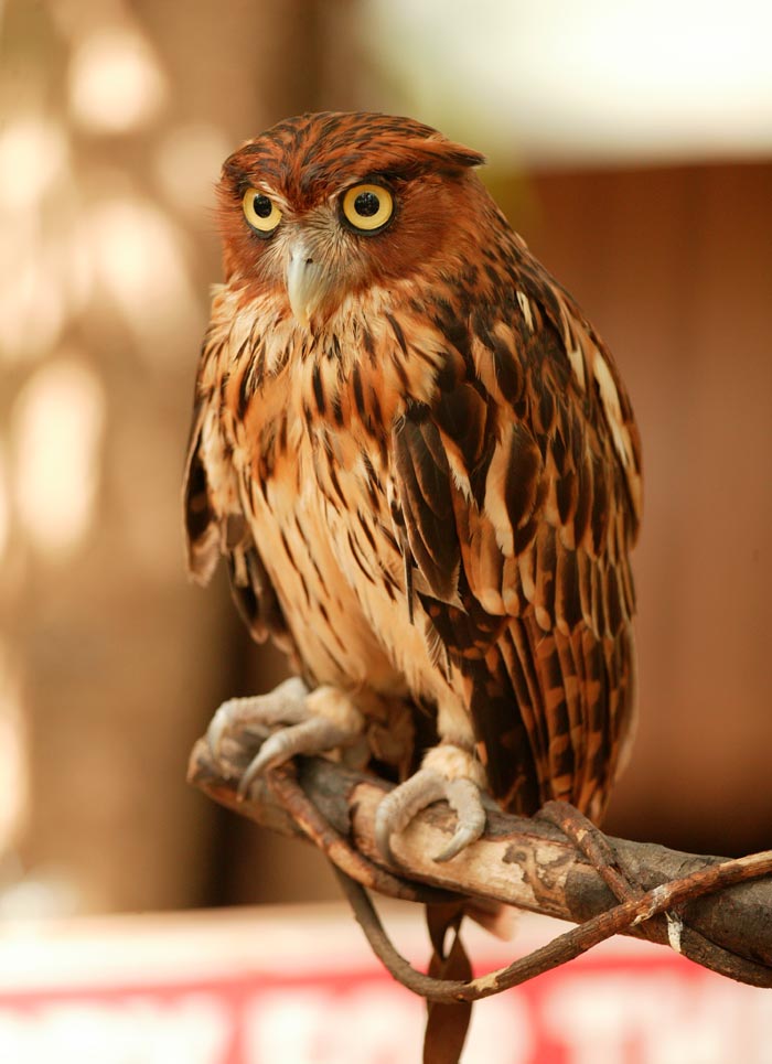 Owl