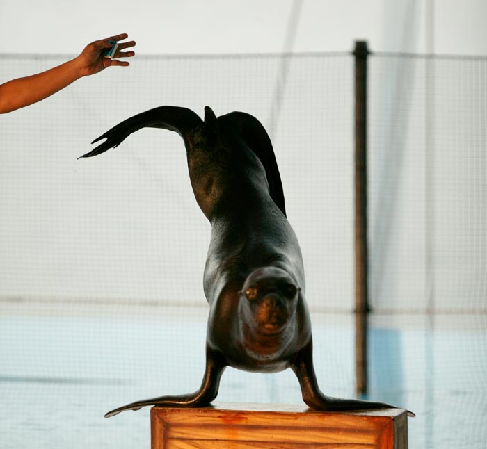 Sea Lion Headstand