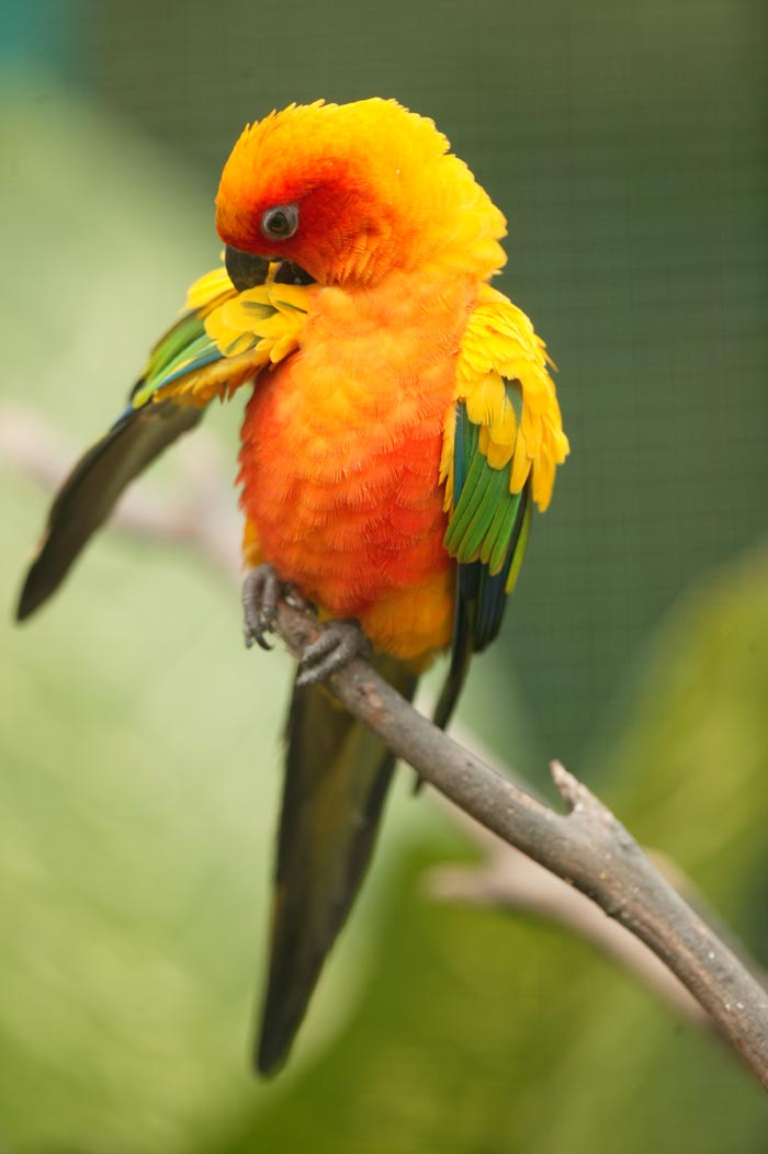 Sun Conure