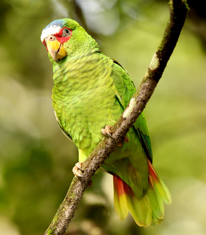 White Fronted Amazon