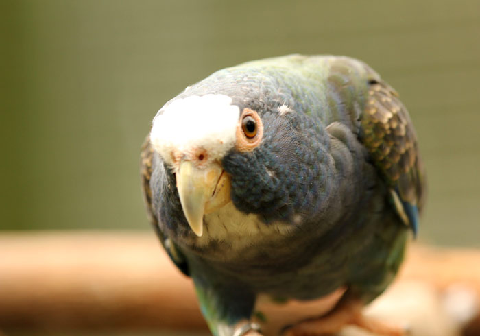 White Crowned Pionus Parrot