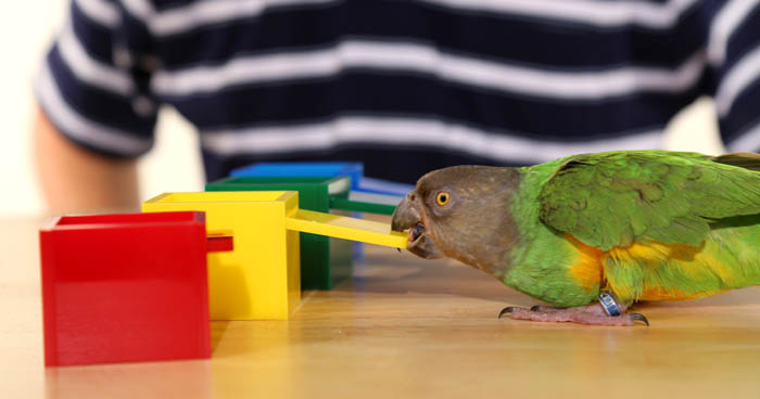 Parrot Closes Box