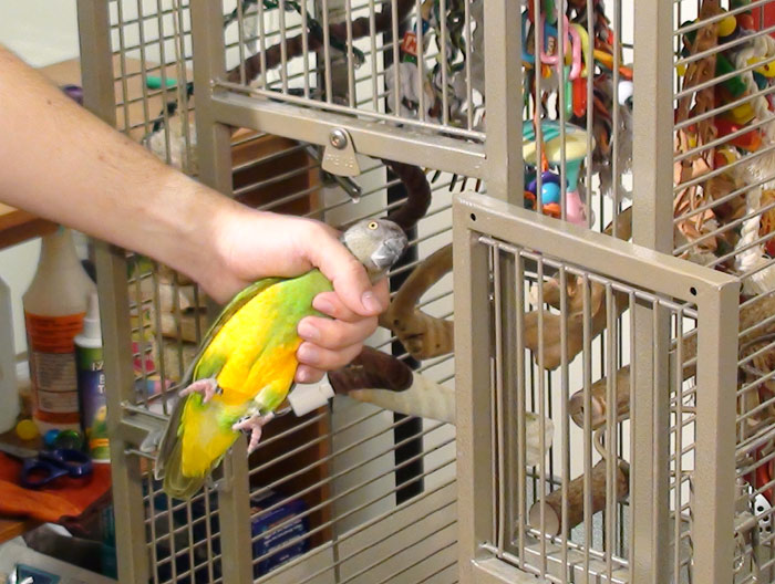 Parrot Being Put Into Cage
