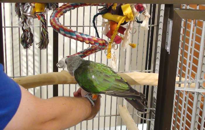 putting parrot into cage