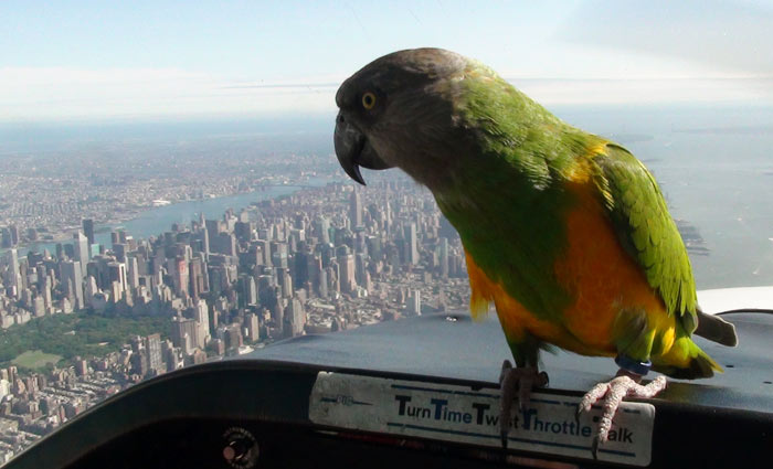 Senegal Parrot over New York City