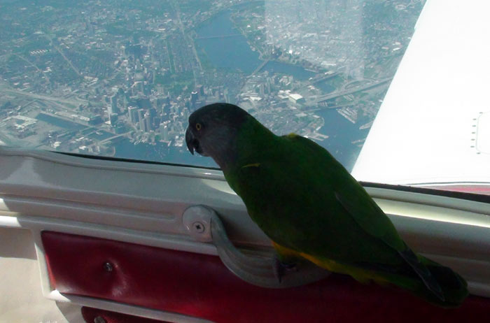 Parrot over Boston 