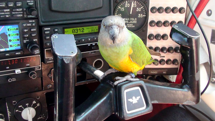 Copilot Senegal Parrot