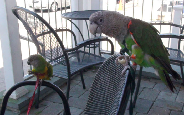 Parrots Eating Oyster Crackers