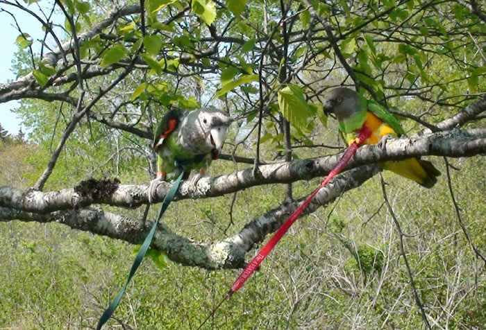 Parrots climbing on tree