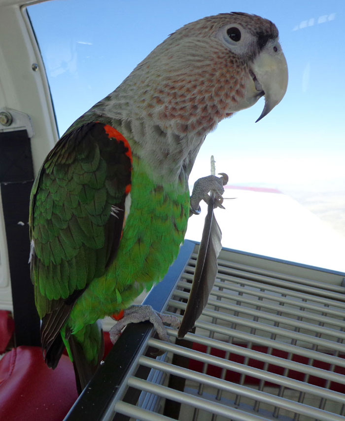 Cape Parrot Holding His Feather