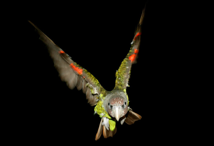 Flying Cape Parrot