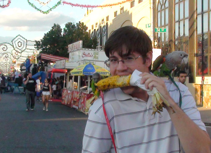 Parrots eat corn