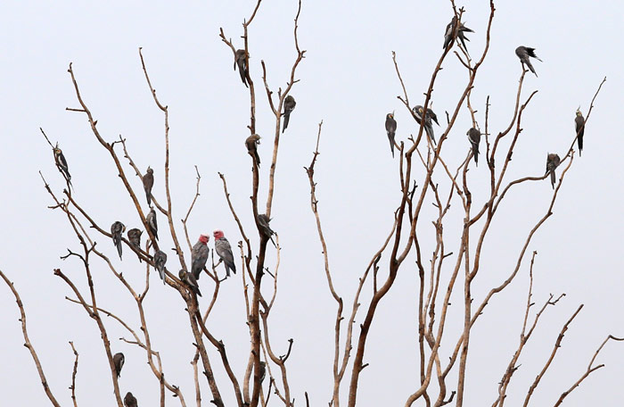 Cockatiels and Galahs on Same Tree