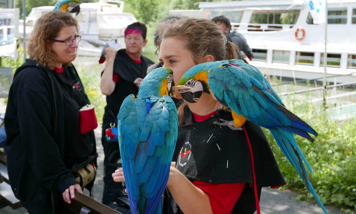 Blue and Gold Macaws in Germany