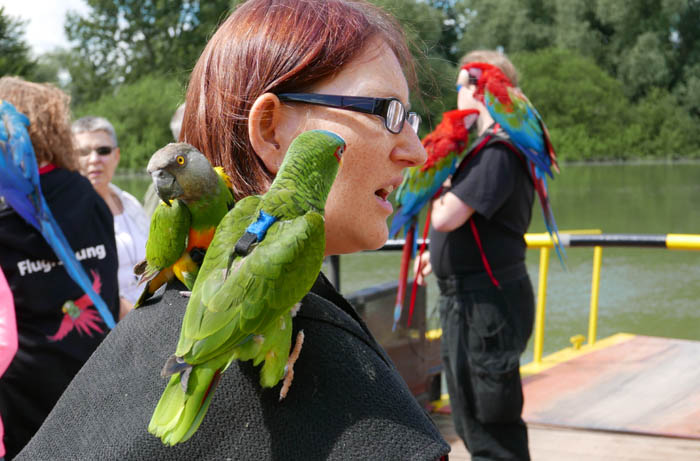 Senegal Parrot and Amazon Outing in Germany