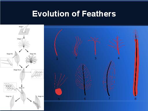 Evolution of Feathers