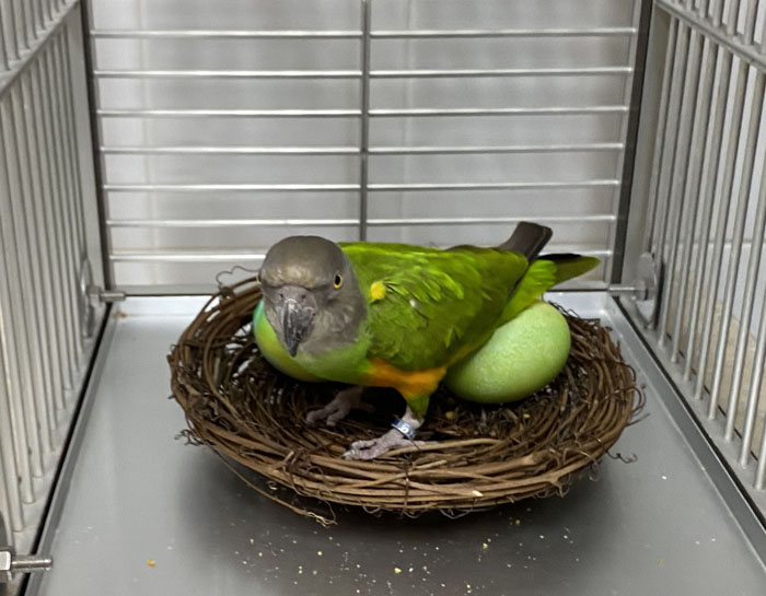 Senegal Parrot Sitting on Chicken Eggs