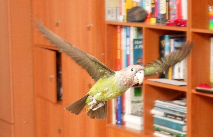 Parrot flying at home