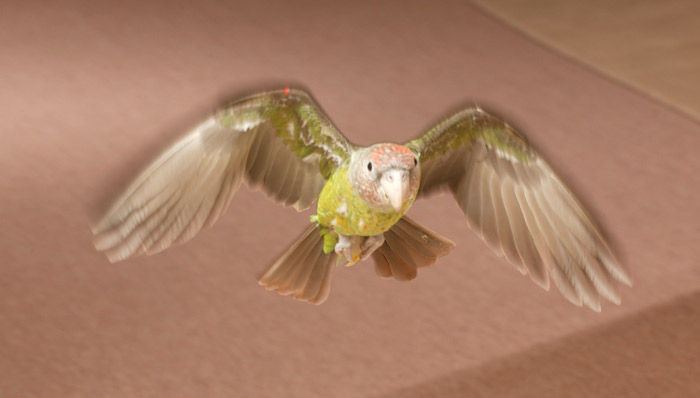 Cape Parrot Flying