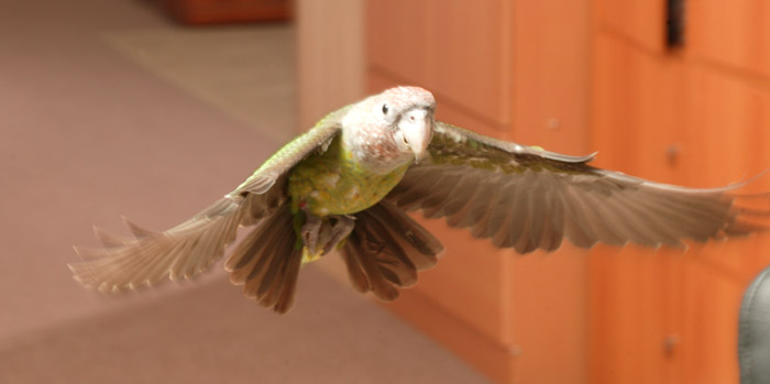 Cape Parrot in Glide