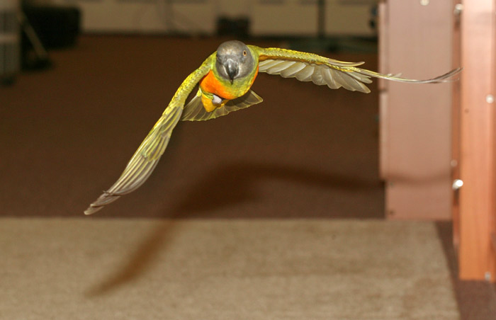 Senegal Parrot Turning Flight