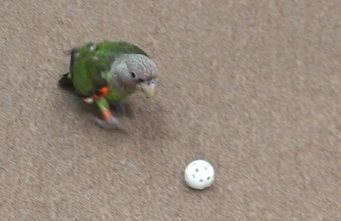 Parrot Fetch Ball