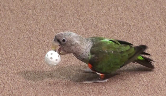 Parrot Retrieve Trick