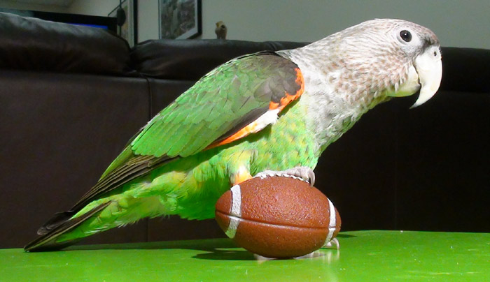 Cape Parrot Holding Football