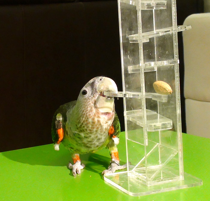 Foraging Tower Cape Parrot