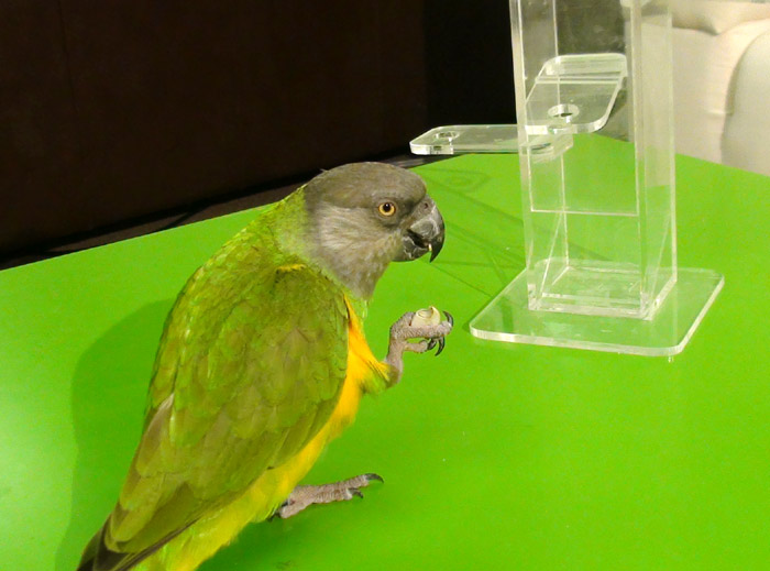 Senegal Parrot Eating Pistachio Nut
