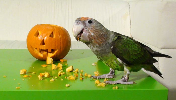 Cape Parrot with Jack o lantern