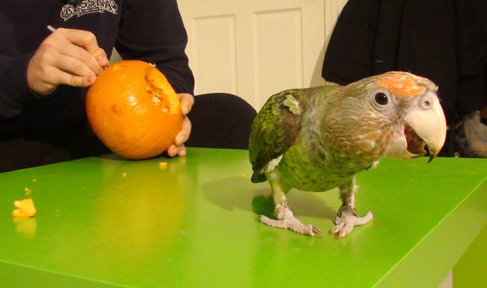 Carving Pumpkin