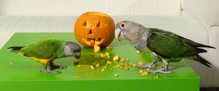 Senegal Parrot and Cape Parrot