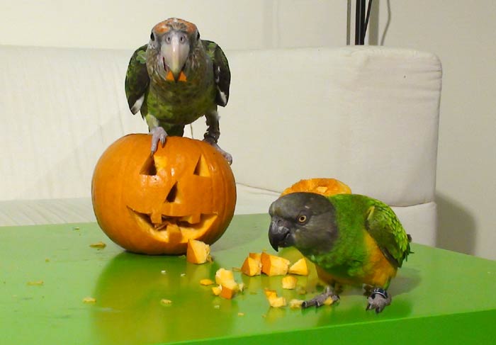 Halloween Parrots