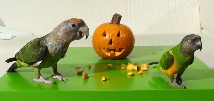 Jackolantern Parrots