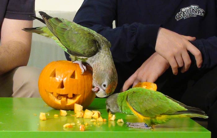Cape Parrot Halloween