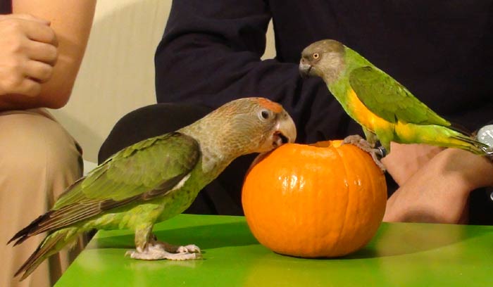 Parrots on pumpkin