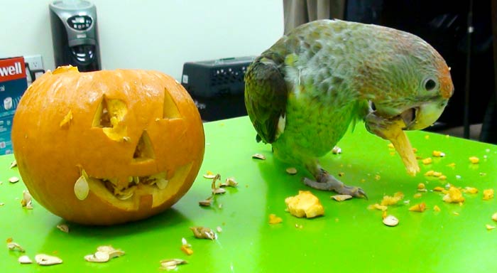 Cape Parrot eating pumpkin