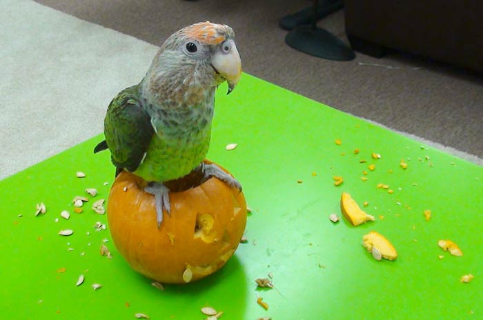 Cape Parrot Jackolantern