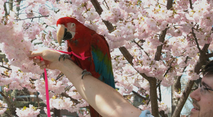 Macaw and Flowers