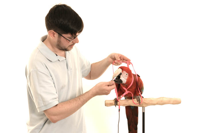 Macaw Harness Training