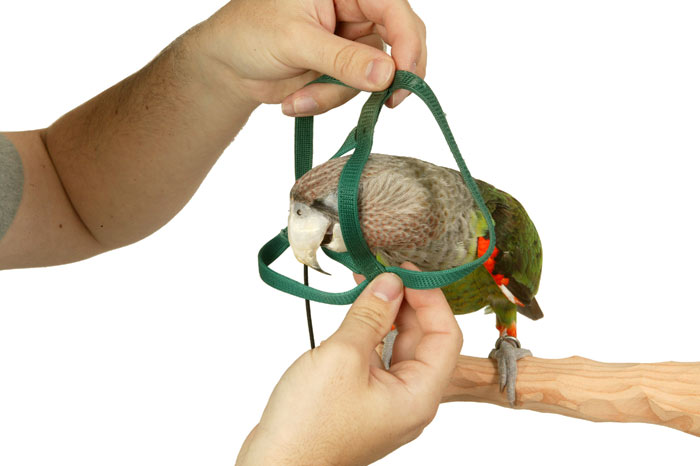 Parrot putting on harness