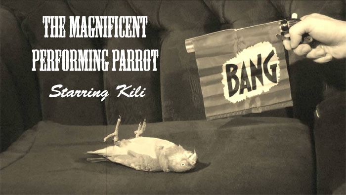 The Magnificent Performing Parrot Starring Kili