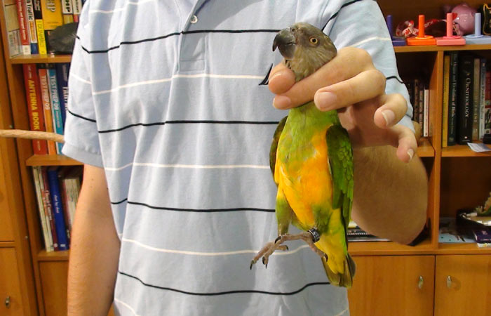 Grabbing Senegal Parrot By Neck