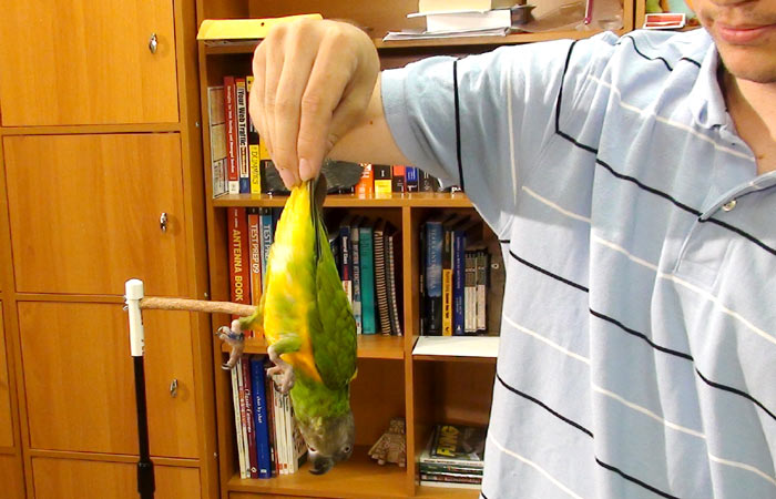 Holding Senegal Parrot By Tail